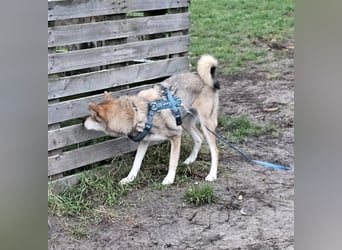 Zara sucht ihr Für-immer-Zuhause