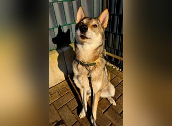 Zara sucht ihr Für-immer-Zuhause