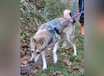 Zara sucht ihr Für-immer-Zuhause