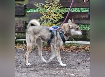 Zara sucht ihr Für-immer-Zuhause