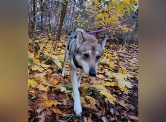 Zara sucht ihr Für-immer-Zuhause