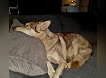 Zara sucht ihr Für-immer-Zuhause