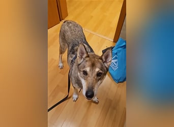 Zara sucht ihr Für-immer-Zuhause