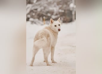 Hübsche Kiwa sucht ihr Zuhause