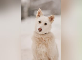 Hübsche Kiwa sucht ihr Zuhause