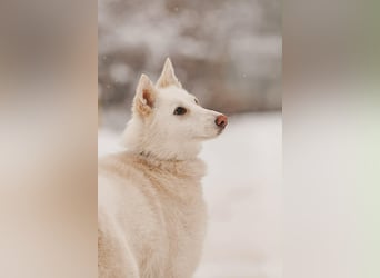 Hübsche Kiwa sucht ihr Zuhause