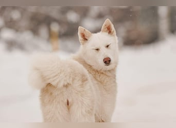 Selbstbewusste Kiwa sucht ihr Zuhause