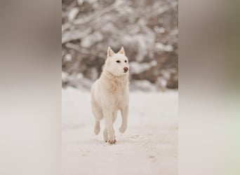 Selbstbewusste Kiwa sucht ihr Zuhause