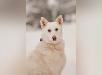 Selbstbewusste Kiwa sucht ihr Zuhause