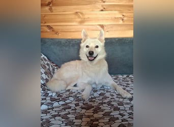 Lukas sucht Laika Mix Kenner