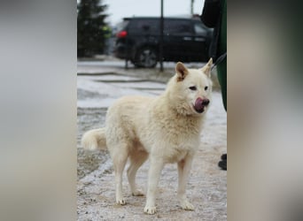 Lukas sucht Laika Mix Kenner