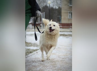 Lukas sucht Laika Mix Kenner
