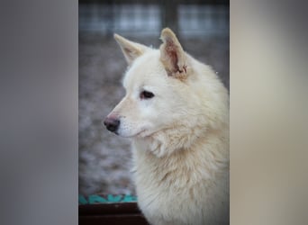 Lukas sucht Laika Mix Kenner