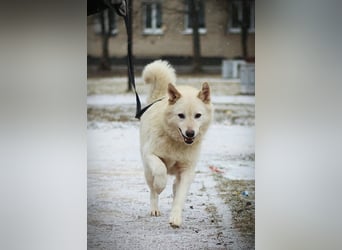 Lukas sucht Laika Mix Kenner