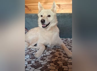 Lukas sucht Laika Mix Kenner