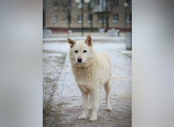 Lukas sucht Laika Mix Kenner