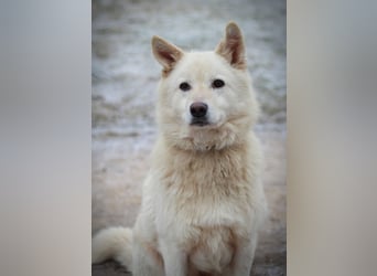 Lukas sucht Laika Mix Kenner