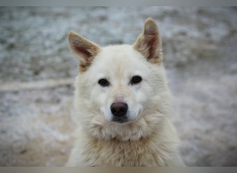 Lukas sucht Laika Mix Kenner