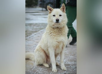 Lukas sucht Laika Mix Kenner