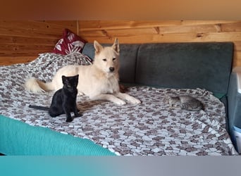 Lukas sucht Laika Mix Kenner