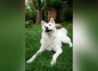 Fröhliche Kiwa sucht ihre Menschen