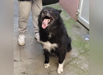 Lilly eine besondere Hündin