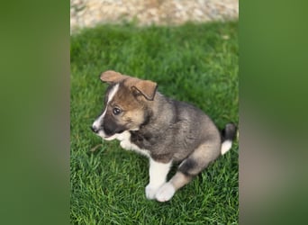 Westsibirische Laika Welpen mit FCI-Papieren – jagdlich geführt