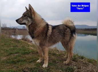 Westsibirische Laika Welpen mit FCI-Papieren – jagdlich geführt