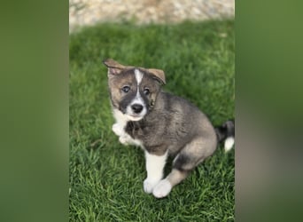 Westsibirische Laika Welpen mit FCI-Papieren – jagdlich geführt