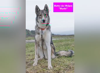 Westsibirische Laika Welpen mit FCI-Papieren – jagdlich geführt