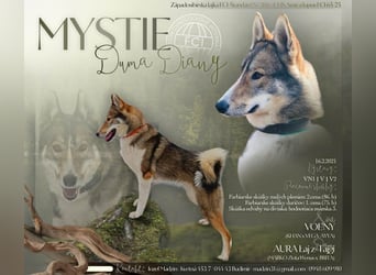 Westsibirische Laika Welpen mit FCI-Papieren – jagdlich geführt