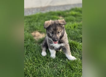 Westsibirische Laika Welpen mit FCI-Papieren – jagdlich geführt