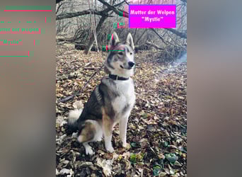 Westsibirische Laika Welpen mit FCI-Papieren – jagdlich geführt