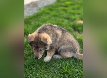 Westsibirische Laika Welpen mit FCI-Papieren – jagdlich geführt