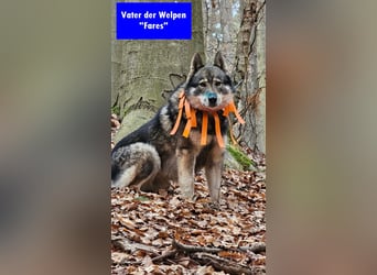 Westsibirische Laika Welpen mit FCI-Papieren – jagdlich geführt