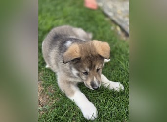 Westsibirische Laika Welpen mit FCI-Papieren – jagdlich geführt