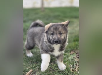 Westsibirische Laika Welpen mit FCI-Papieren – jagdlich geführt