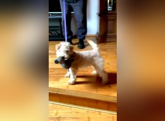 Lakeland Terrier Welpen abzugeben!