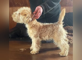 Lakeland Terrier Welpen abzugeben!