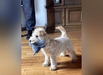 Lakeland Terrier Welpen abzugeben!