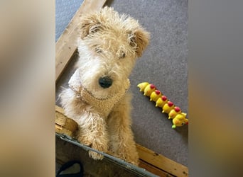 Lakeland Terrier Welpen abzugeben!