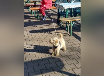 Lakeland Terrier Welpen abzugeben!