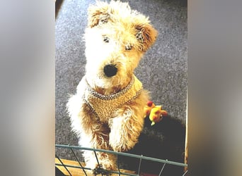 Lakeland Terrier Welpen abzugeben!