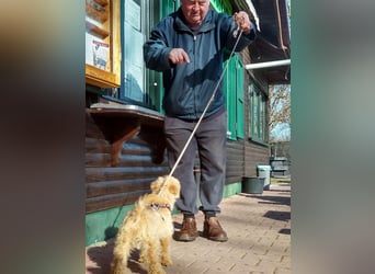 Lakeland Terrier Welpen abzugeben!