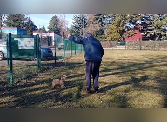 Lakeland Terrier Welpen abzugeben!