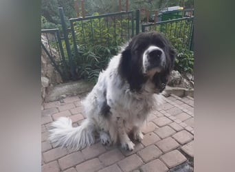 Donna von kettenlos Donna von kettenlos