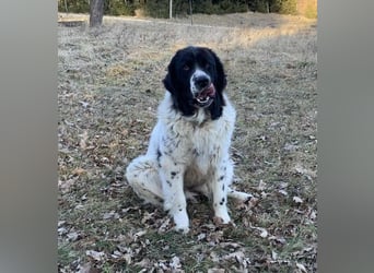 Donna von kettenlos Donna von kettenlos