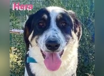 Hera - freundlich und menschenbezogen