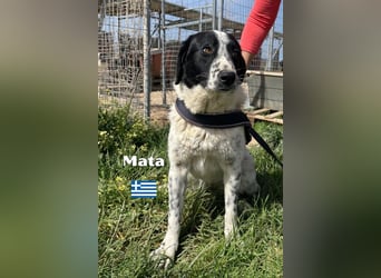 Mata - liebevoll und lernwillig