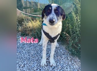 Mata - wartet in 86529 Schrobenhausen